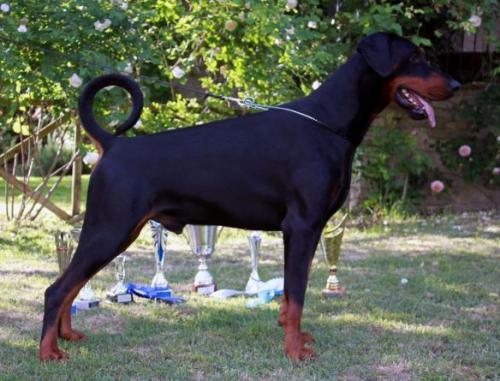 Hero Harkos di Monte la Guardia | Black Doberman Pinscher