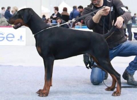 Sant Kreal Salomea | Black Doberman Pinscher