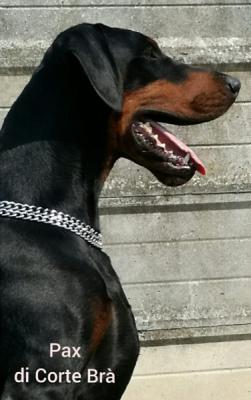 Pax di Corte Bra' | Black Doberman Pinscher