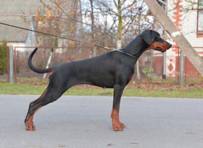 Dell'Arco Azzurro Tulia | Black Doberman Pinscher