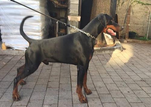 Oliver di Campovalano | Black Doberman Pinscher