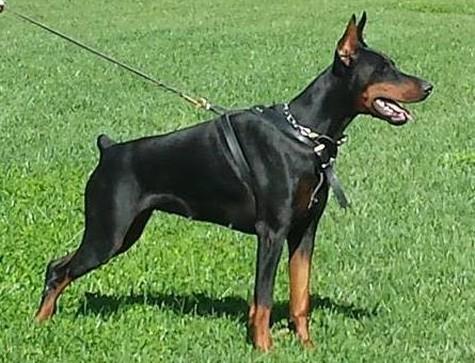 Pandora del Cesenate | Black Doberman Pinscher