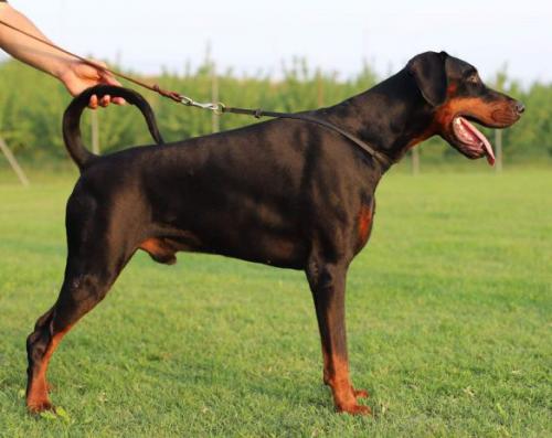 Wilson del Cesenate | Black Doberman Pinscher