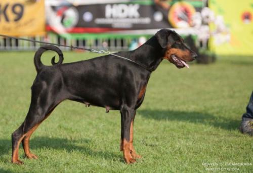 Heaven d'Islamorada | Black Doberman Pinscher