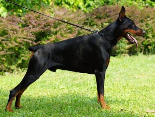 Alaric Avalanche de Grande Vinko | Black Doberman Pinscher