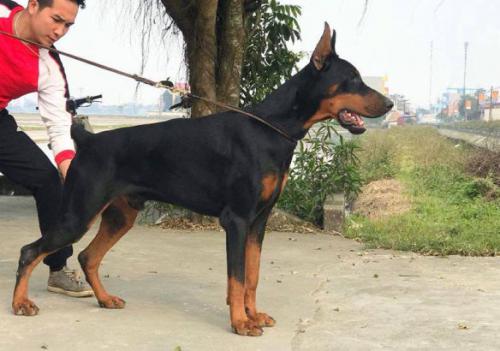 Pride of Russia Valday | Black Doberman Pinscher