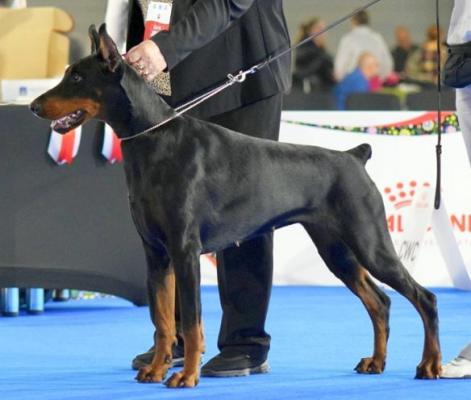 Filimamont Habanita Bravo | Black Doberman Pinscher