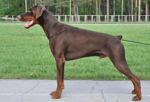 Zhemchuzhina Chernozemija Skif | Brown Doberman Pinscher