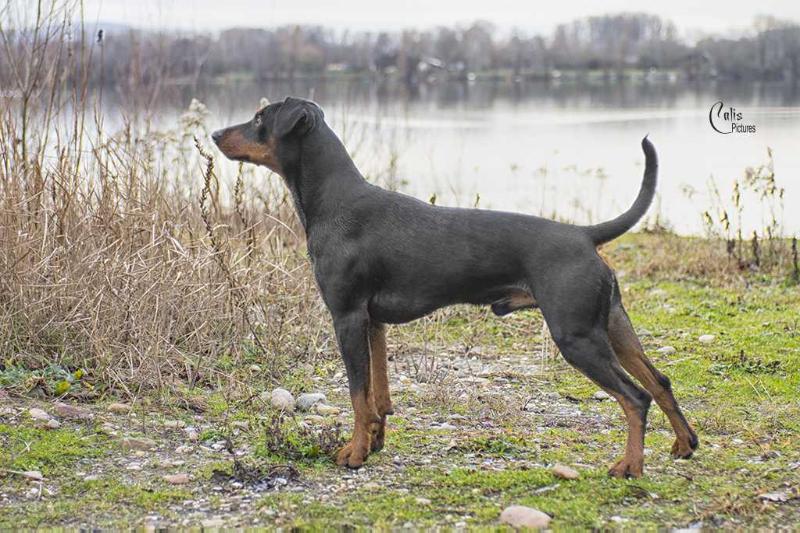 Damien Baron von Burg-Wildenstein | German Pinscher 