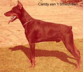 Candy v.'t Smeulveen | Black Doberman Pinscher