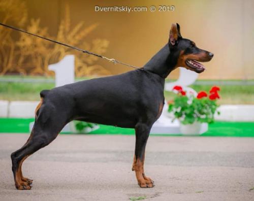 Vivat de Vinko Tanais de Grande Vinko | Black Doberman Pinscher