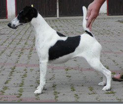 Qualla von der Bismarckquelle | Smooth Fox Terrier 