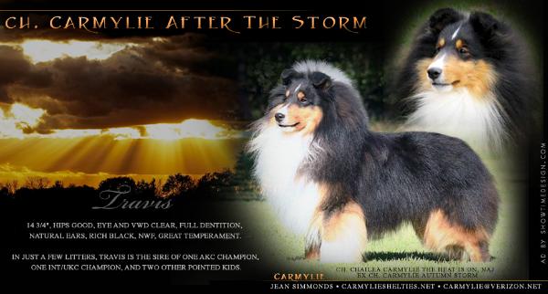 Carmylie After The Storm | Shetland Sheepdog 