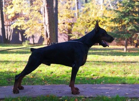 Pride of Russia Arsenal | Black Doberman Pinscher