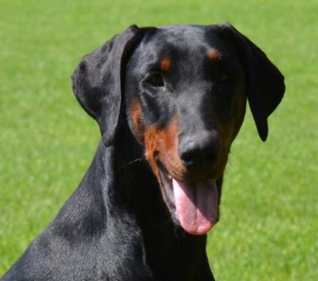 Fiodina v. Jaspis | Black Doberman Pinscher