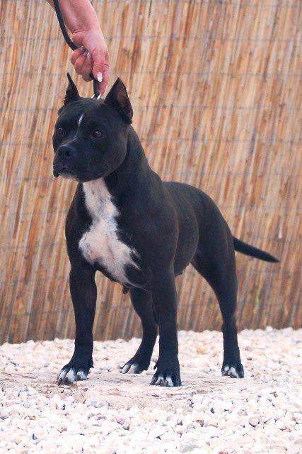 Shady Force Alive Hoope | American Staffordshire Terrier 