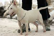 Tickety Boo Cazador del Pampa | Miniature Bull Terrier 