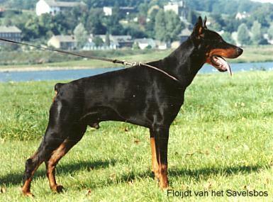 Floijdt v.h. Savelsbos | Black Doberman Pinscher