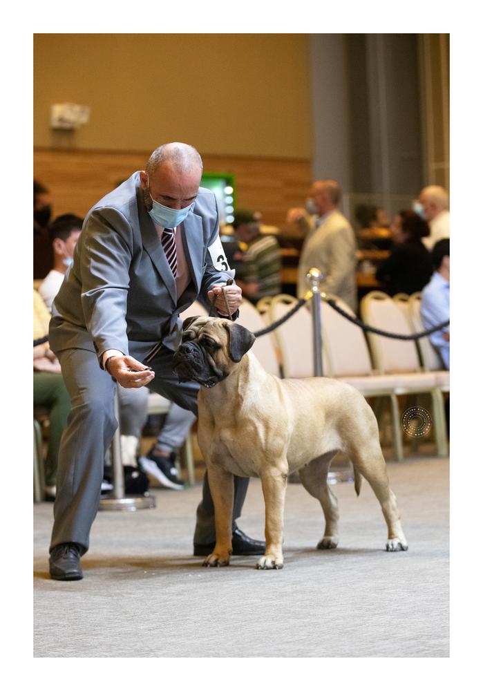 Du Grand Dieux Lexica | Bullmastiff 