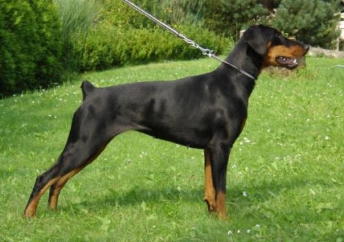 Muriel Cerny Trun | Black Doberman Pinscher