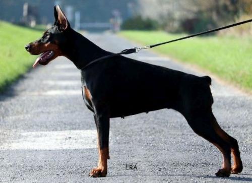 Tahi-Reme Maya | Black Doberman Pinscher