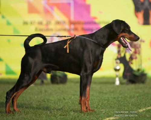 Tahi-Reme Tonic | Black Doberman Pinscher