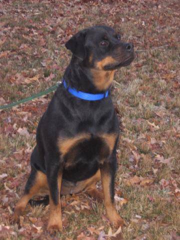 FOXY ROXY SUPREME | Rottweiler 