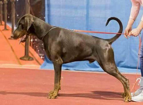 Destiny's Phoenix North King | Brown Doberman Pinscher