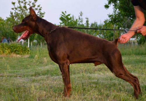 Destiny's Phoenix No Doubt | Brown Doberman Pinscher