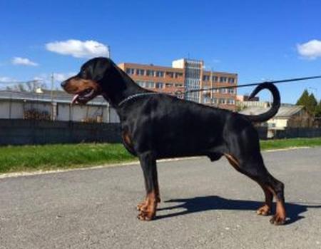 Dalgo di Perlanera | Black Doberman Pinscher