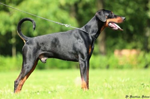 Ultimo Universo Akagera | Black Doberman Pinscher