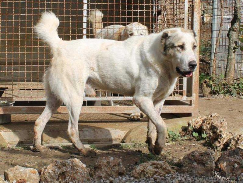 Batyr Akmenu Gele | Central Asian Shepherd Dog 