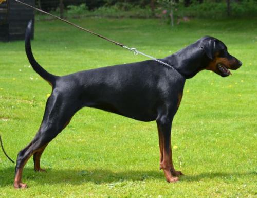 Zuri Prinzess del Naissus | Black Doberman Pinscher