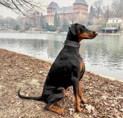 Zoe Queen del Naissus | Black Doberman Pinscher