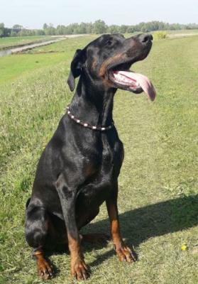 Grant v. Apoldastamm | Black Doberman Pinscher