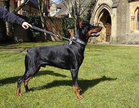 Jericho Shadow of the Darkness | Black Doberman Pinscher