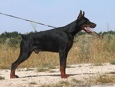 Dobelix Shadow of the Darkness | Black Doberman Pinscher