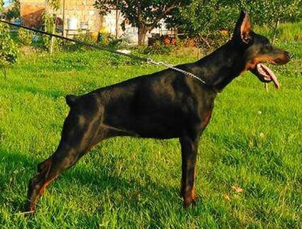 Vitara v. Dunav Stamm | Black Doberman Pinscher