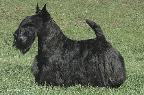 Dundee Sparkling Ruby | Scottish Terrier 