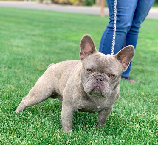 RRBullyz Kilo | French Bulldog 