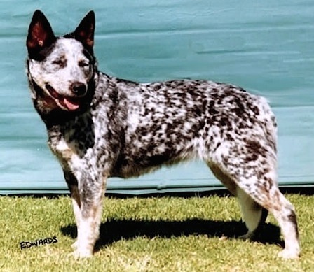 Turrella Chantilly Lace | Australian Cattle Dog 