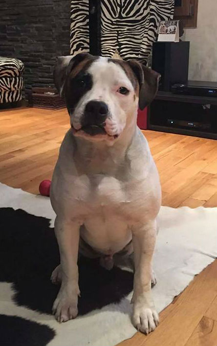 Kamy Toon`s Bacchus | American Bulldog 