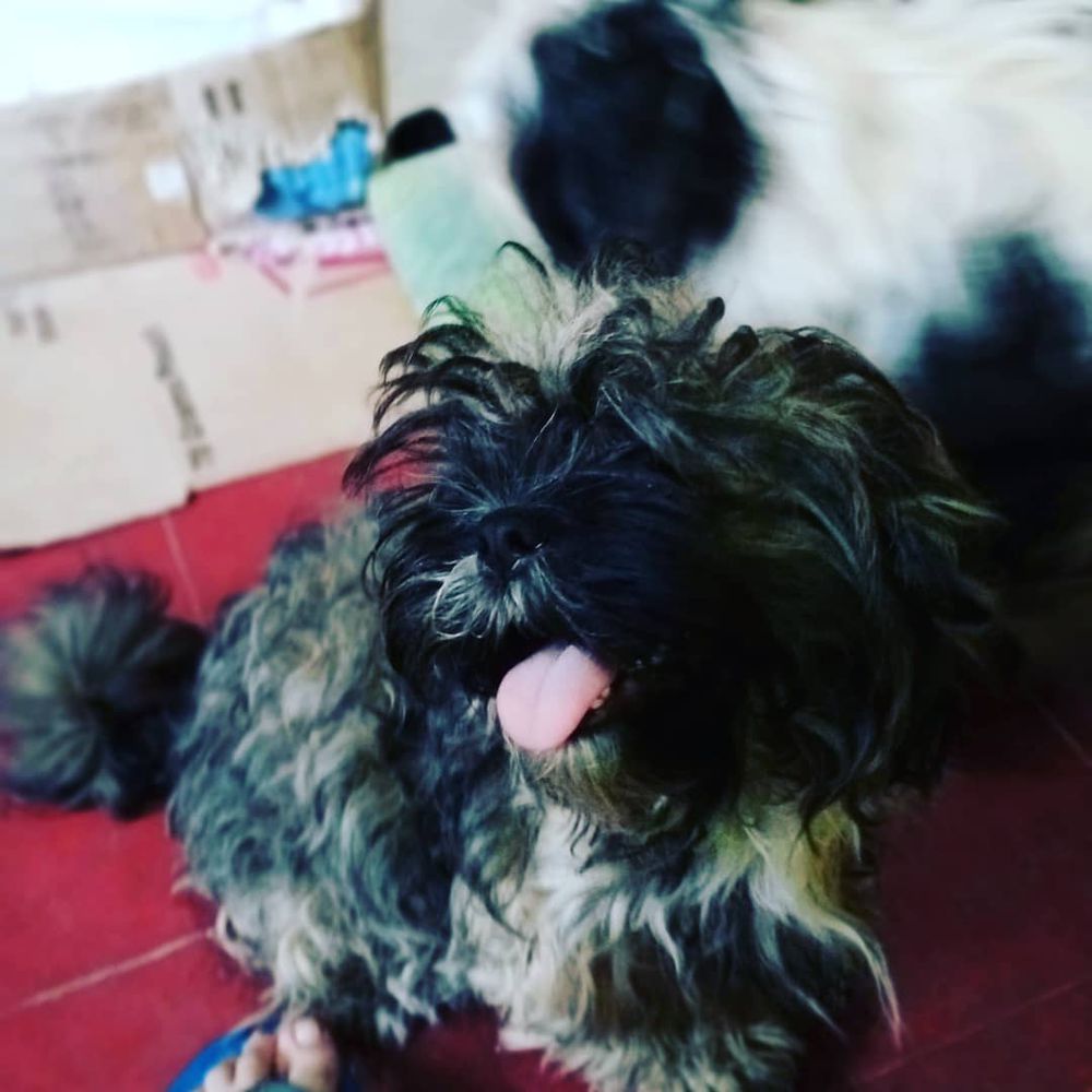 Elmo | Shih Tzu 