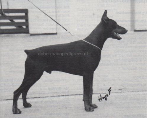 Berus v. Pagodenburg | Black Doberman Pinscher