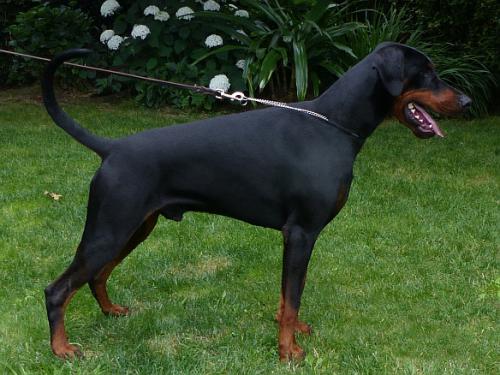 Rembrandt de Sencia | Black Doberman Pinscher