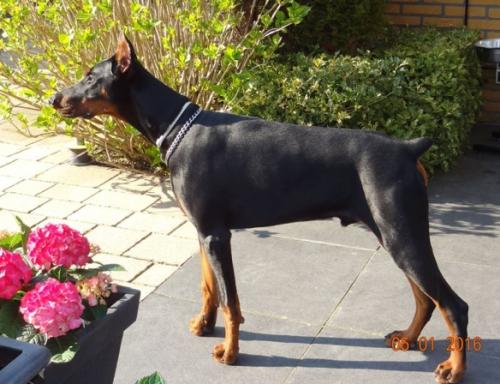 Odin di Caresi | Black Doberman Pinscher