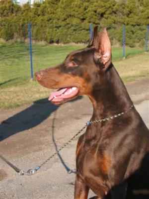 Douchka du Clos des Grognards | Brown Doberman Pinscher