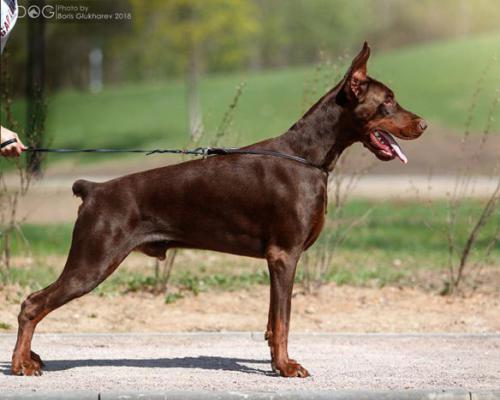 Pride of Russia Byron | Brown Doberman Pinscher