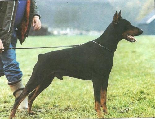 Gog Goliath v. Diaspora | Black Doberman Pinscher