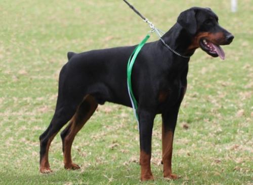 Haverhill Heracles | Black Doberman Pinscher